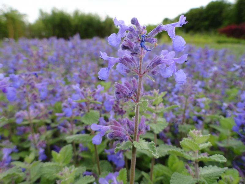 Herbe à chat, Chataire 'Superba' - Nepeta faassenii - Le Jardin du Pic Vert